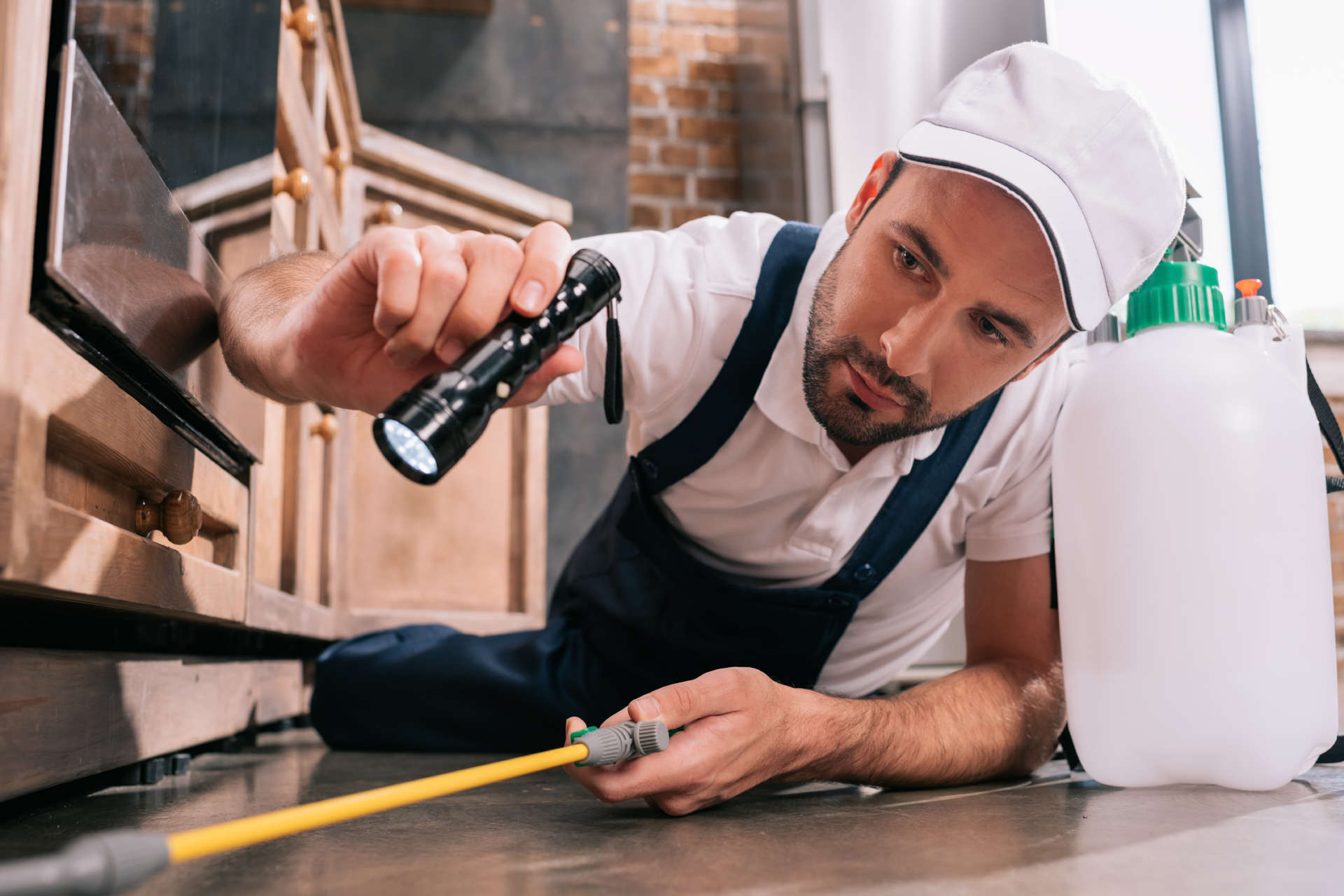 4 Reasons You Should Hire a Professional Pest Control Company