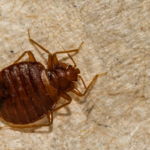 Live Bed Bug