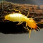 subterranean termite