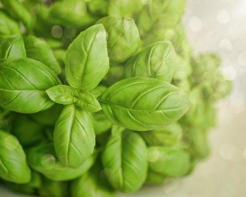 Basil Plant