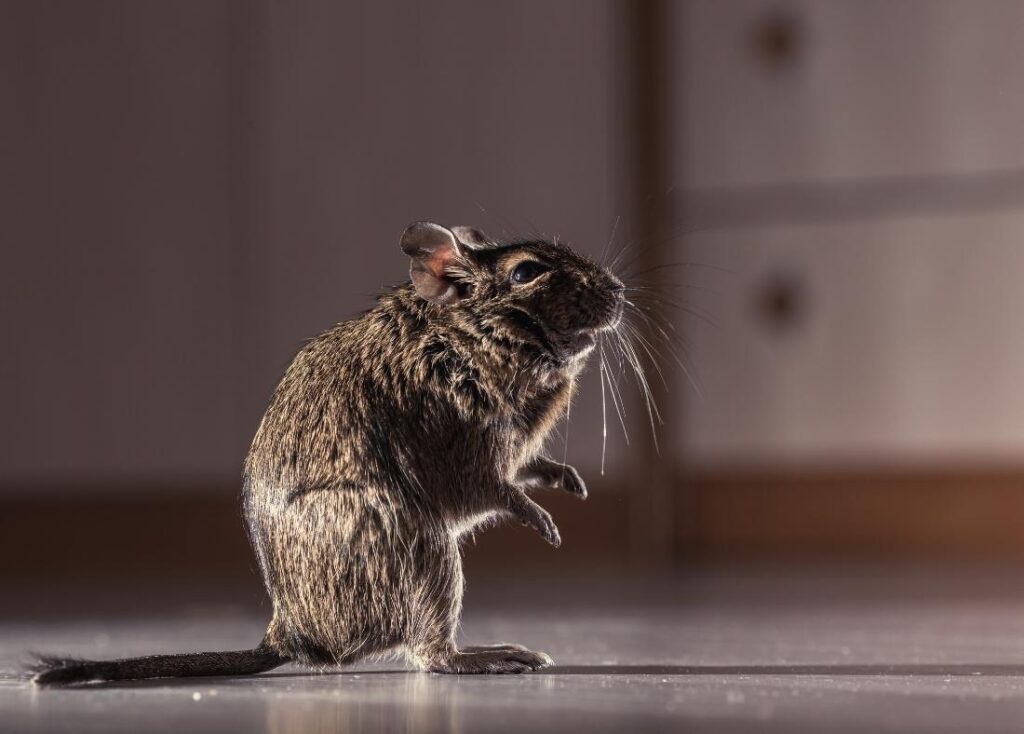 5 Ways Dirty Rodents Can Threaten Your Health