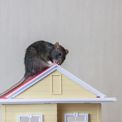 Eliminate Your Rodent Problem with Professional Extermination Services