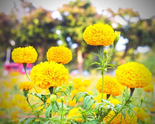 Field of Mosquito Repelling Flowers