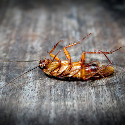 Don’t Let the Roaches Run Your Home – Pest Control Tips to Keep Them Out
