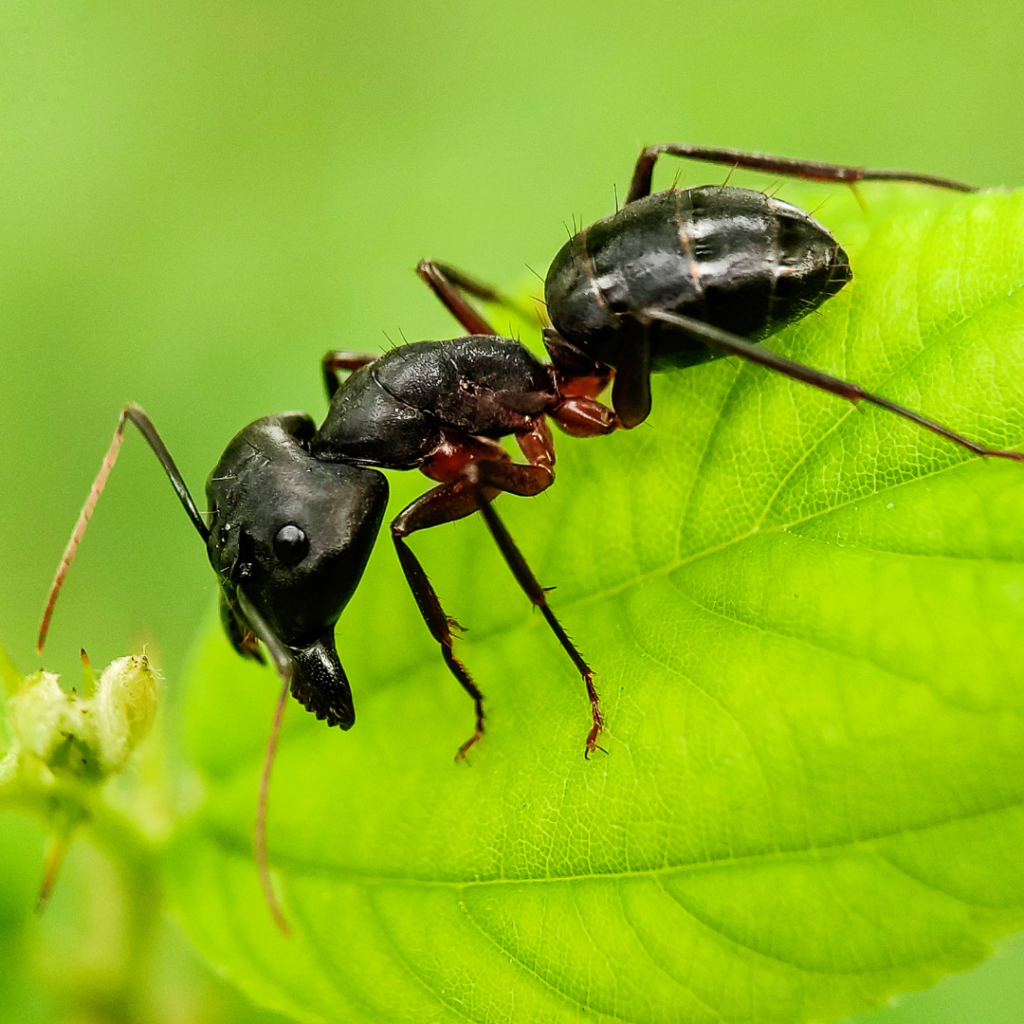 Rove Ants