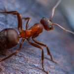 How to Identify Ant Species and Choose the Right Pest Control Approach