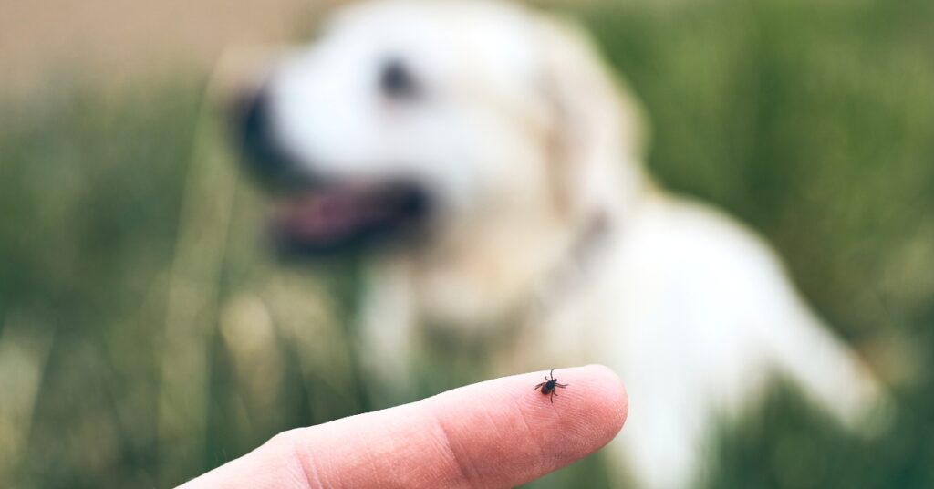 Everything You Need to Know About Ticks in Houston