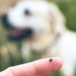 Everything You Need to Know About Ticks in Houston