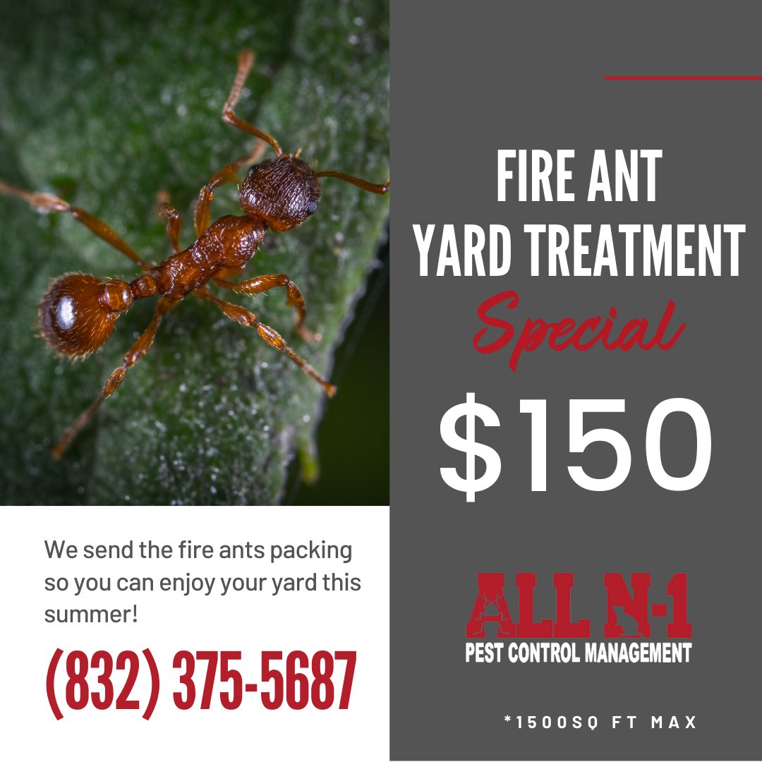 Everything You Need to Know about Fire Ants Comprehensive Guide by All