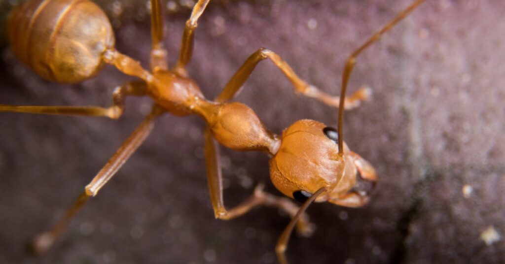 Everything You Need to Know about Fire Ants: Comprehensive Guide by All N-1 Pest Control Management