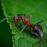 Ant Extermination: Natural vs. Chemical Approaches