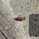 5 Pro Tips for Keeping Roaches Out of Your Cypress, TX Home