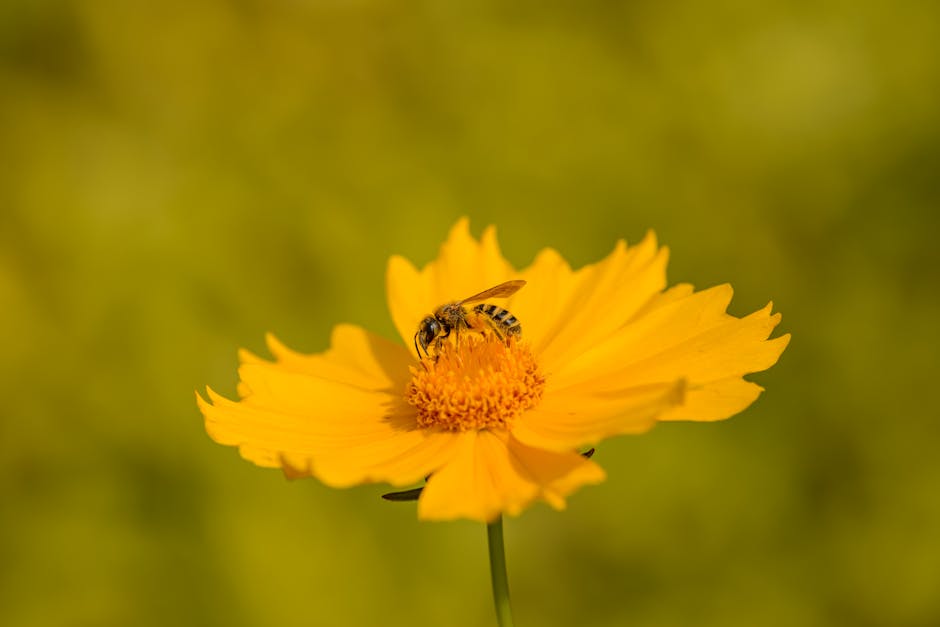 WASP IN CYPRESS