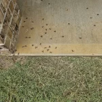 Wasp Control in Cypress Tx.