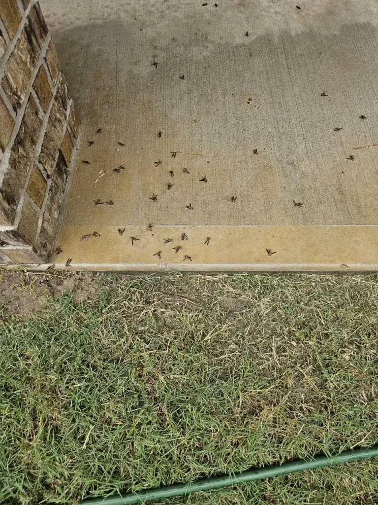 Wasp Control in Cypress Tx.