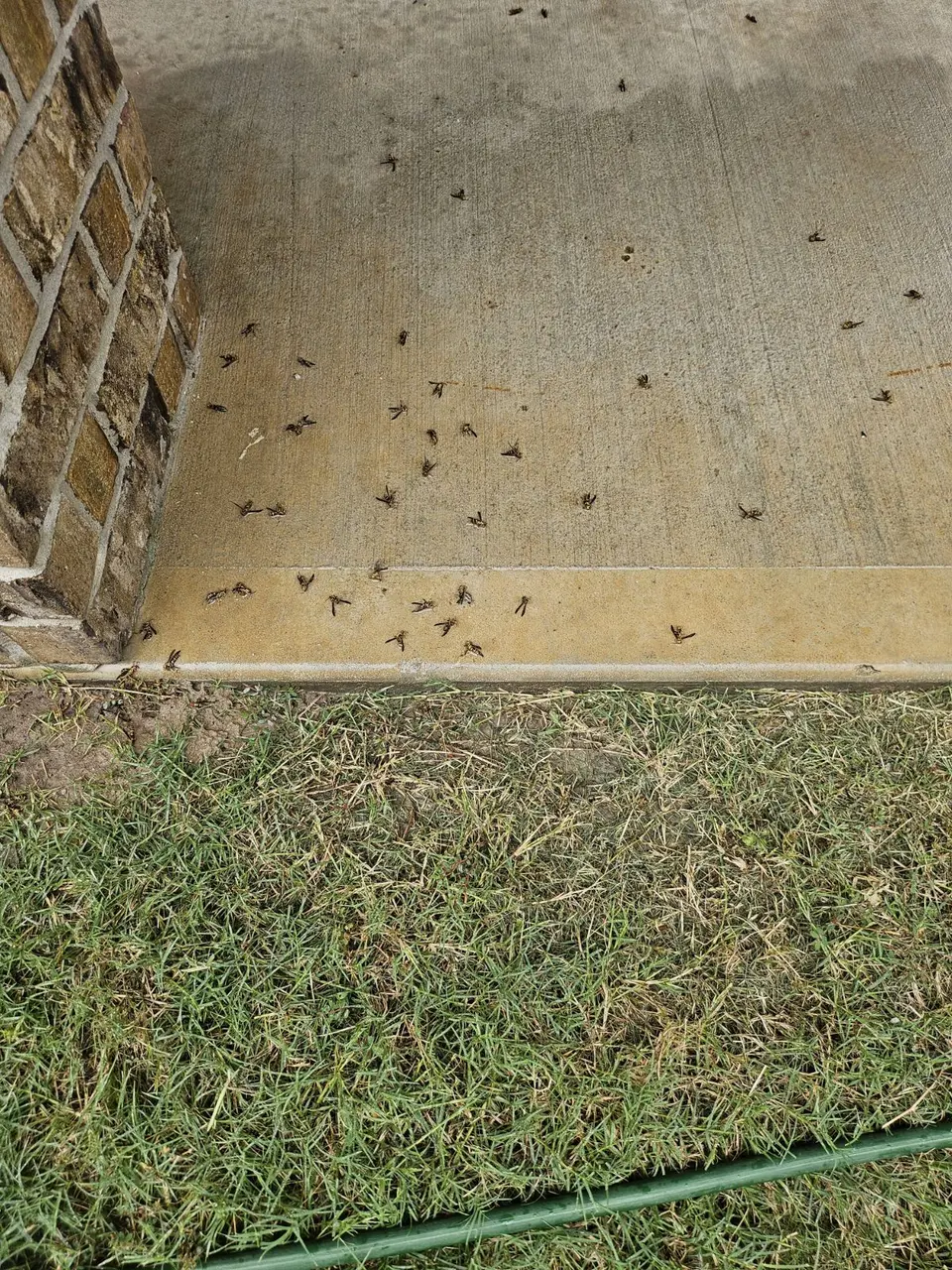 Wasp Control in Cypress Tx.