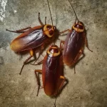 The American Cockroach