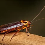 What Are the Most Effective Methods to Get Rid of Roaches?