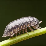 Natural Solutions for Safe Pest Control in Your Garden