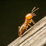 Understanding the Life Cycle of Termites and Their Impact on Homes