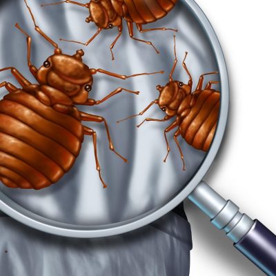 How do I get rid of bed bugs
